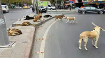 Türkiye’deki başıboş köpeklerin tamamı toplandı