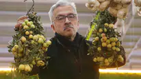 Sivas’ta Üvez Bereketi Bu Yıl Azaldı: Kilosu 200 TL’den Satılıyor