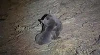 Sivas’ta Boz Ayıların Kavgası Kamerada