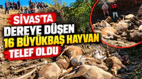 Koyulhisar’da Hayvanlar Sele Kapıldı: 16’sı Telef Oldu