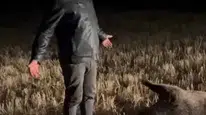 Sivas’ta Mısır Tarlasına Domuz Sürüsü Dadandı: Çiftçi Nöbet Tutuyor