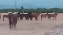 Çiftlikten Kaçan Atlar Ekipleri Alarma Geçirdi: 5 At Aranıyor!