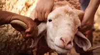 Kurban Bayramı Hazırlıkları Hızlandı: En Çok Bunlar Alınıyor