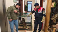 Köy Yolunda Hint Şebeği Bulundu: Ekipler Seferber Oldu