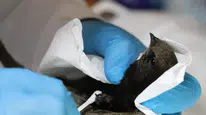 Uzmanı açıkladı, kafese konulan Ebabil kuşları kendini öldürebiliyor