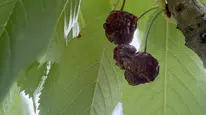 Aşırı Yağışlar Meyve Ağaçlarında Verimi Düşürdü