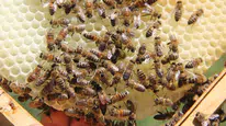 Üreticinin Yüzü Gülüyor, Altın Değerindeki Üründe Görülmemiş Patlama!