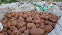 Sivas'ta patates ekim sezonu başladI, hedef 75 bin ton