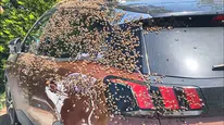 Arı İstilası! Oğul Atan Arılar Otomobili Sardı: Vatandaş Kaçtı
