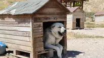 Soğuk havaya göğüs geren Kangal köpekleri sıcak yaz aylarında miskinleşiyor