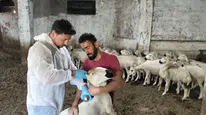 Suşehri'nde "Kırsalda Bereket Küçükbaşa Destek Projesi" Kapsamında Teslim Edilen Hayvanlar Kontrol Edildi