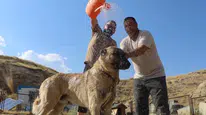 Sivas’ta Sıcak Hava Kangal Köpeklerini Zorluyor: “Kış Özlemi Şimdiden Başladı”