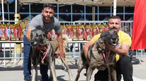 Sivas’ta Kangal Şöleni: 253 Köpek Güzellik Yarışmasında Podyuma Çıktı