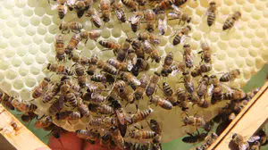 Üreticinin Yüzü Gülüyor, Altın Değerindeki Üründe Görülmemiş Patlama!