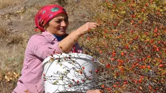 Limon ve portakala rakip çıktı! Sivas’ta yetişiyor, gören çuvalını dolduruyor