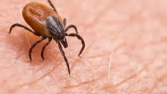 Bir Kene Daha Can Aldı! Sivas’ta KKKA Şüphesiyle Tedavi Gören Genç Hayatını Kaybetti