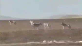Sivas’ta Kurt Sürüsü Tedirgin Etti! Uzman Kangal Yetiştiricisi Nedenlerini Anlattı