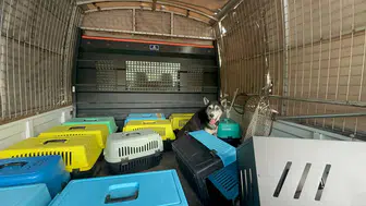 Yaşlı Kadının Evinden Bir Kamyon Çöp ve 30 Kedi Çıktı!