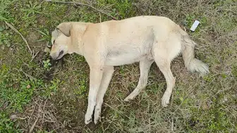 Sosyal Medyadaki Köpek Zehirlenmeleri İddialarına Yanıt Geldi!