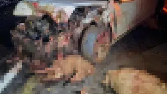 Koyun sürüsüne çarpan otomobilin sürücüsü öldü