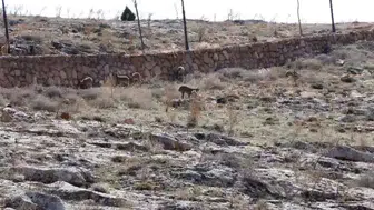 Sivas’ta Dağ Keçileri Cam Seyir Terası Çevresinde Görüntülendi