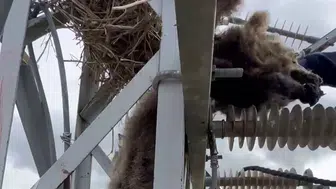 Erzurum'da Akıma Kapılan Yavru Bozayı Direkte Can Verdi