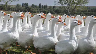 Gerçek Kars Kazı Nasıl Anlaşılır? Üreticiden Çarpıcı Uyarı