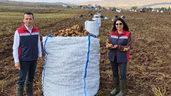 Sivas'ta Tohumluk Patatesler Mercek Altında! Kontroller Sürüyor