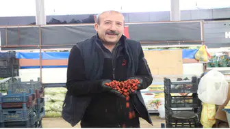 Sivas'ta Kuşburnu Hasadı Başladı: Kilosu 150 TL'ye Kadar Çıkıyor