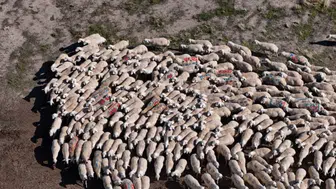 Sivas’ta Asırlık Koç Katımı Geleneği Yaşatılıyor: 9 Bin 900 Kuzu Bekleniyor