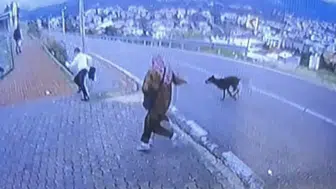 Durakta Köpek Saldırısı Dehşeti: 11 Yaşındaki Çocuk Yaralandı