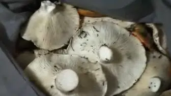 Sonbahar Yağmurları Bereket Getirdi! Her Yerde Mantar Var
