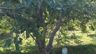 Sivas’ın Tescilli Lezzeti Ayvaniye Elmasında Hasat Devam Ediyor
