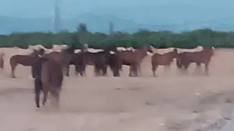 Çiftlikten Kaçan Atlar Ekipleri Alarma Geçirdi: 5 At Aranıyor!