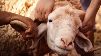 Kurban Bayramı Hazırlıkları Hızlandı: En Çok Bunlar Alınıyor