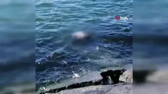Avcılar’da Korkutan Olay: Sahilde Erkek Cesedi Bulundu
