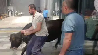 Kurbanlık Dana Acil Servise Daldı! Hastanede Panik Dolu Anlar