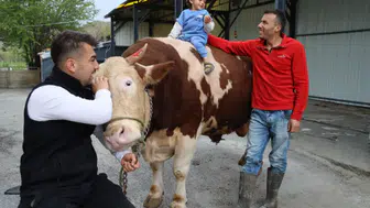 Sivas’ta 1 Tonluk Dev Tosun “Poyraz” 500 Bin TL’den Alıcısını Bekliyor