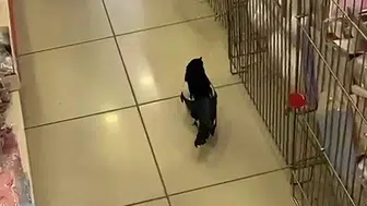 Sivas'ta Yaralı Karga İş Yerine Sığındı: Müşteri Gibi Gezdi