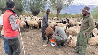 Türkiye'de Afganistan'dan gelen çobanlar işe başladı