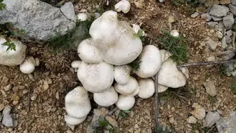 Dağların İncisi Çaşır Mantarı Pazarda: Kilosu 2 Bin TL!
