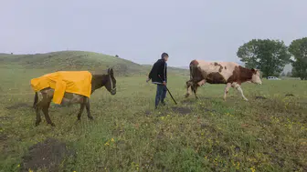Eşeği Islanmasın Diye Yağmurluğunu Veren Fedakar Çoban