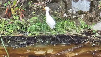 Kastamonu’da Dereye Kimyasal Atık Karıştı! Vatandaşlar Tepkili