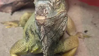 Ev Değil Egzotik Hayvanat Bahçesi! Tarantula, Savan Varanı, Akrep Ne Ararsan Var!