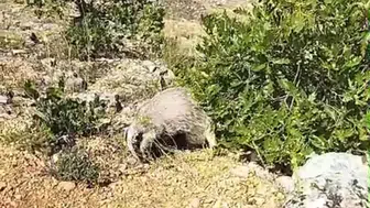 Mantar Toplarken Bal Porsuğu Saldırısına Uğradı!