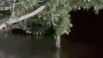 Sivas'ta fıkralara konu olacak olay, balık ağaca çıktı