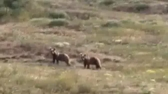 Sivas'ta Patates Tarlalarına Giren Ayı Ailesi Üreticileri Endişelendirdi