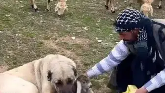 Kangal Köpeğinin Yeni Doğan Kuzuya Şefkati Görenleri Duygulandırdı