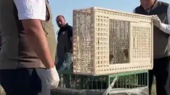Sivas’ta Yuvadan Düşen İki Kerkenez Yavrusu Doğaya Kazandırıldı