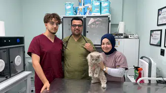 Veterinerde “deprem” etkisi: Sokak kedisi kliniği birbirine kattı
